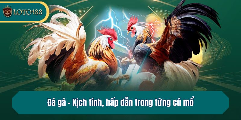 Đá gà - Kịch tính, hấp dẫn trong từng cú mổ